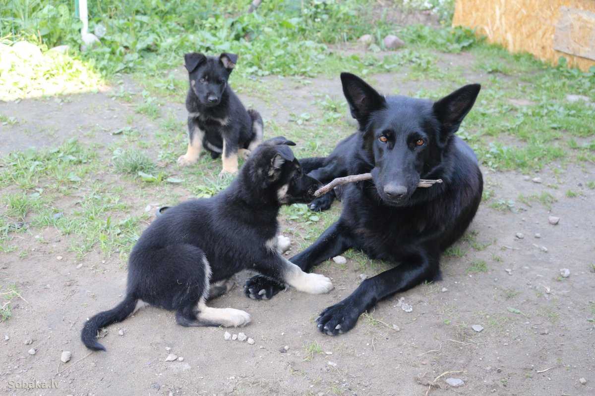 Восточноевропейская овчарка