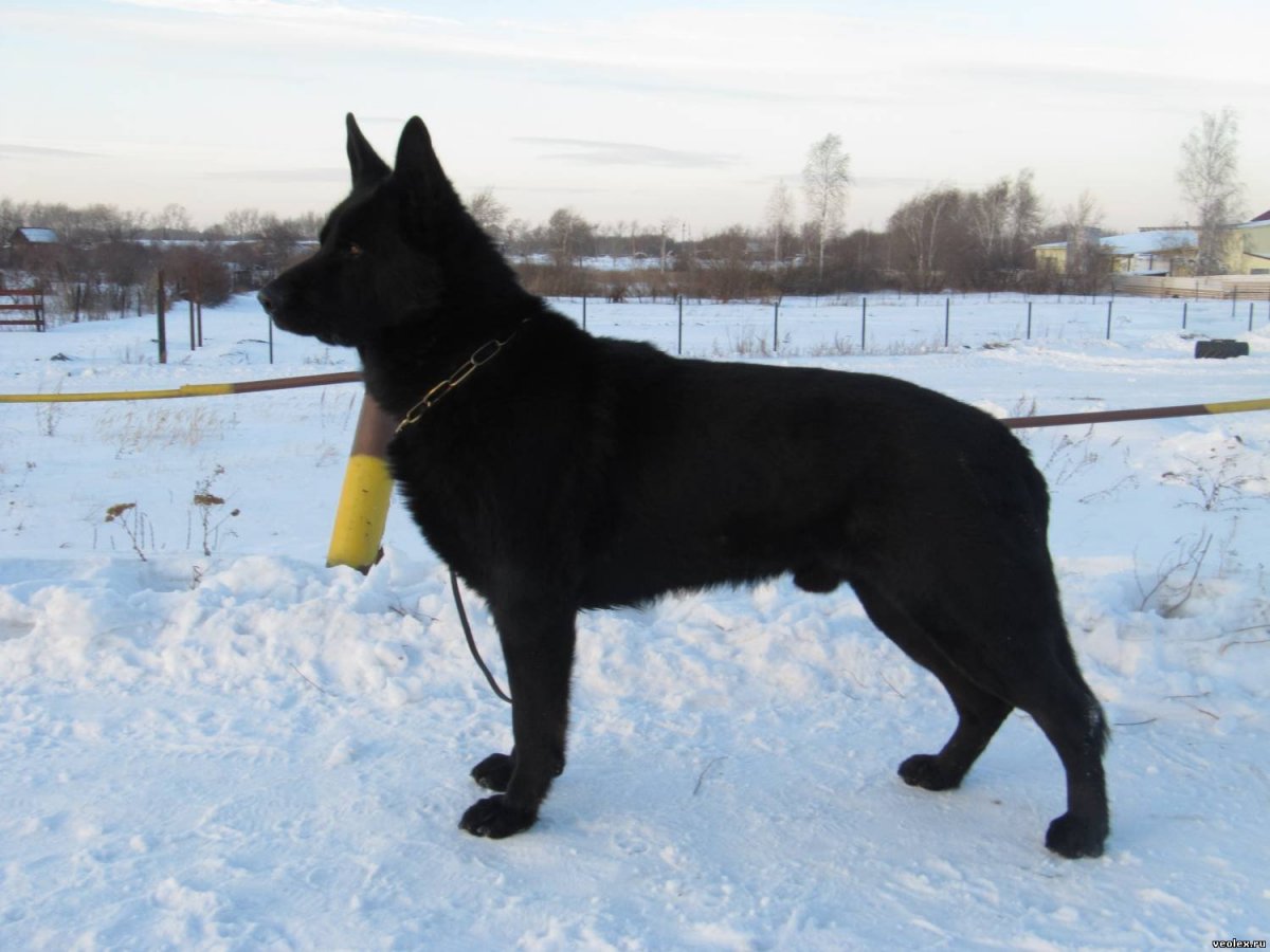 Овчарка ВЕО черная