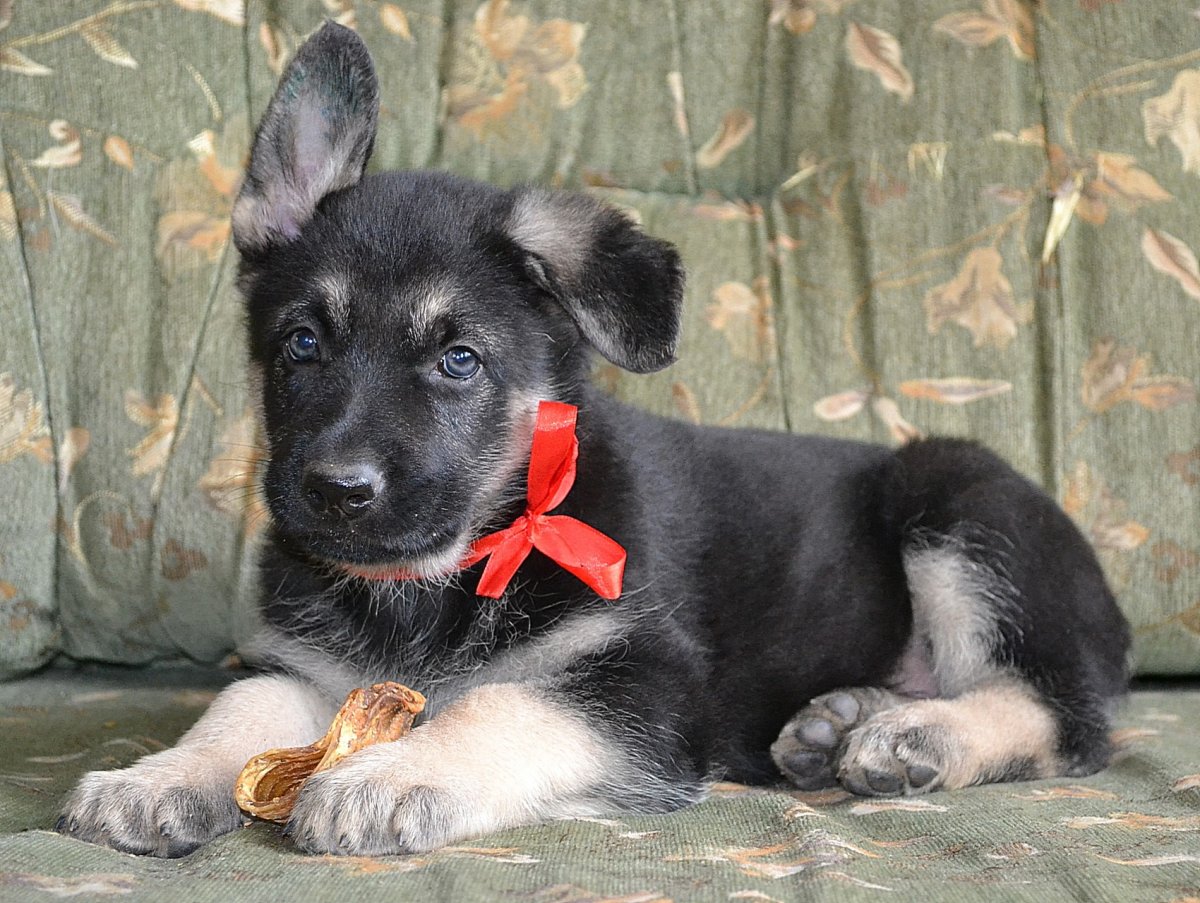 Овчарка черно палевая