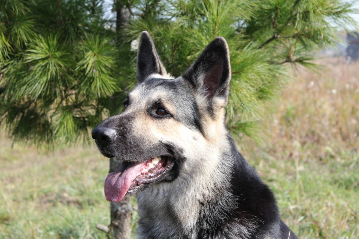 Щенки Восточно европейской овчарки Новорожденные