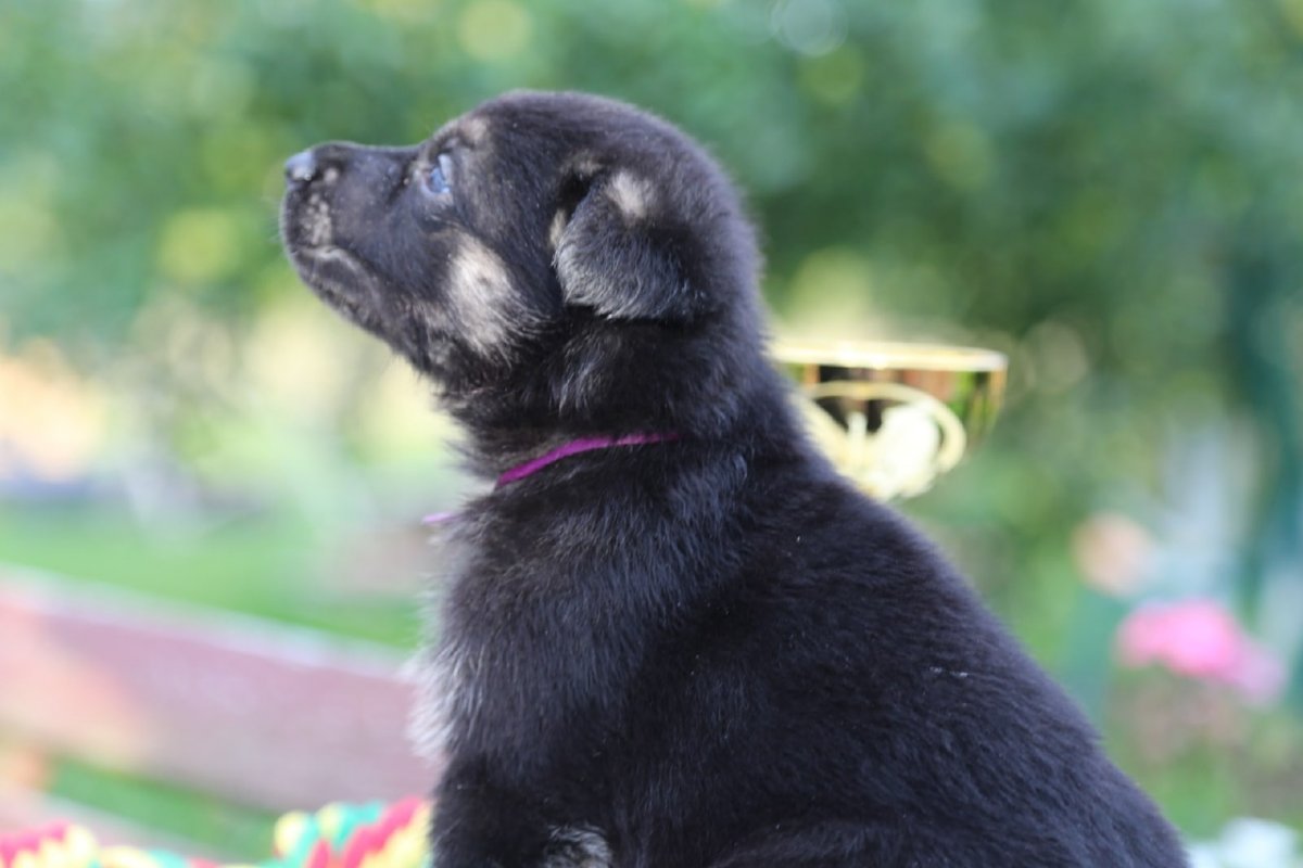 Восточноевропейская овчарка черная щенок