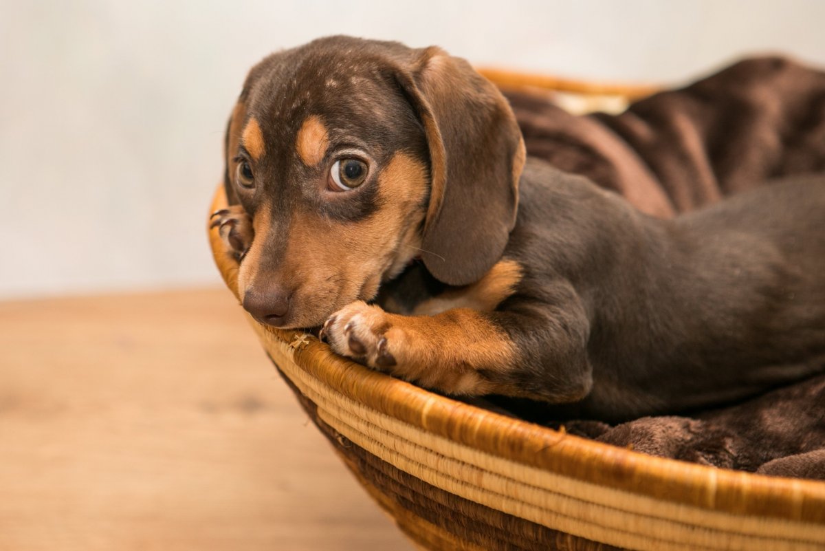 Фильмы про таксу собаку