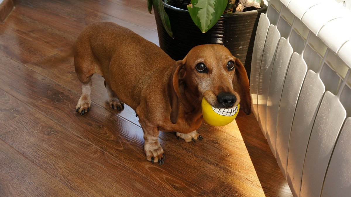 Самая длинная такса