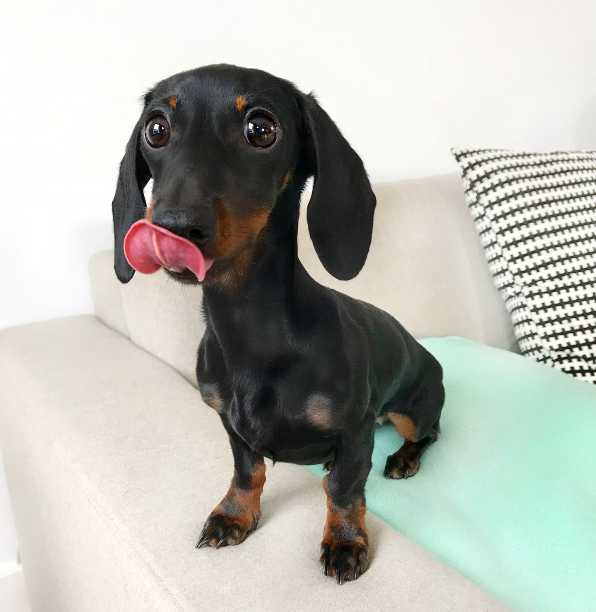 Короткая такса