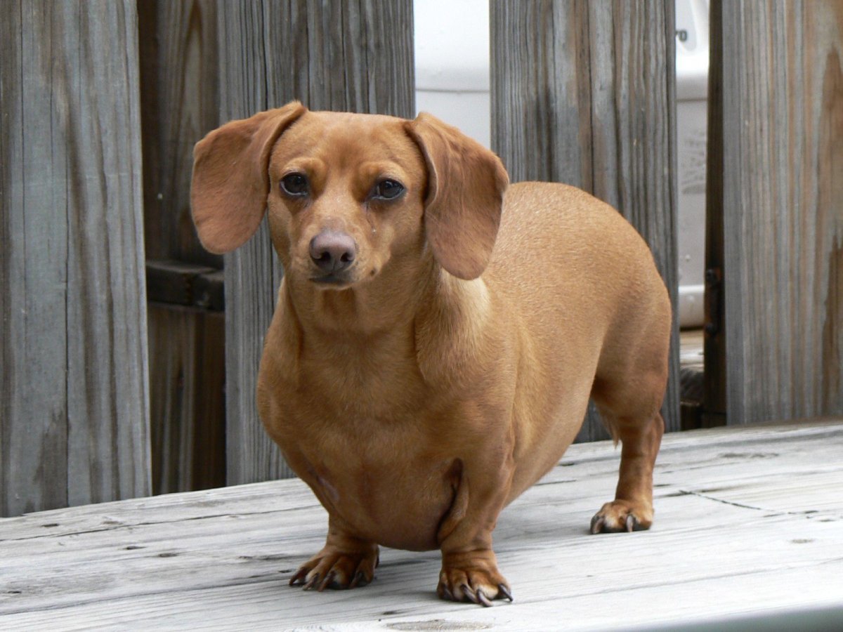 Зверь такса