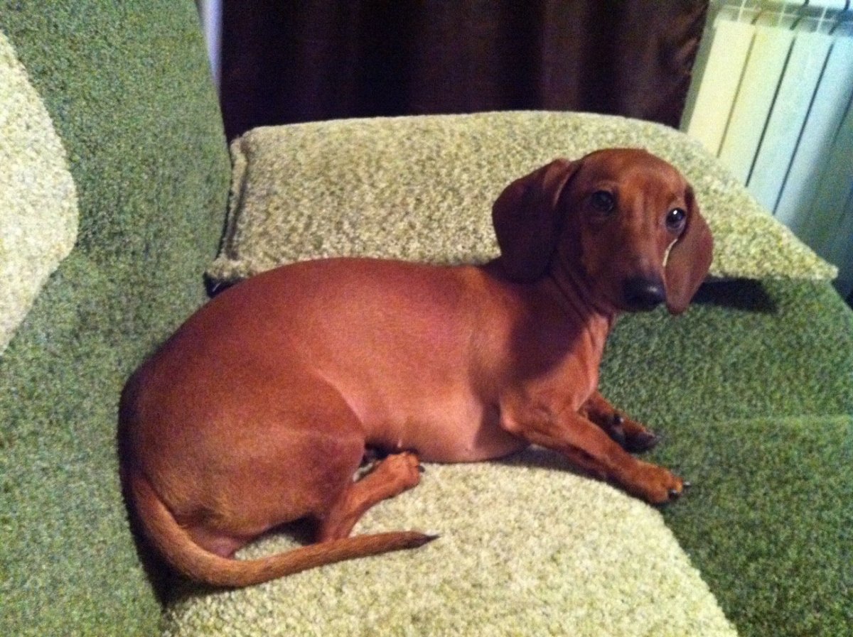 Кабаний окрас гладкошерстной таксы