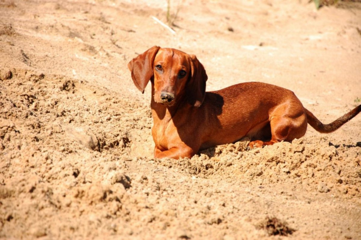 Моя любимая такса