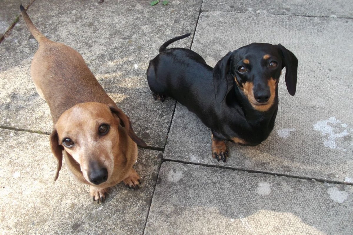 Такса Шелли порода