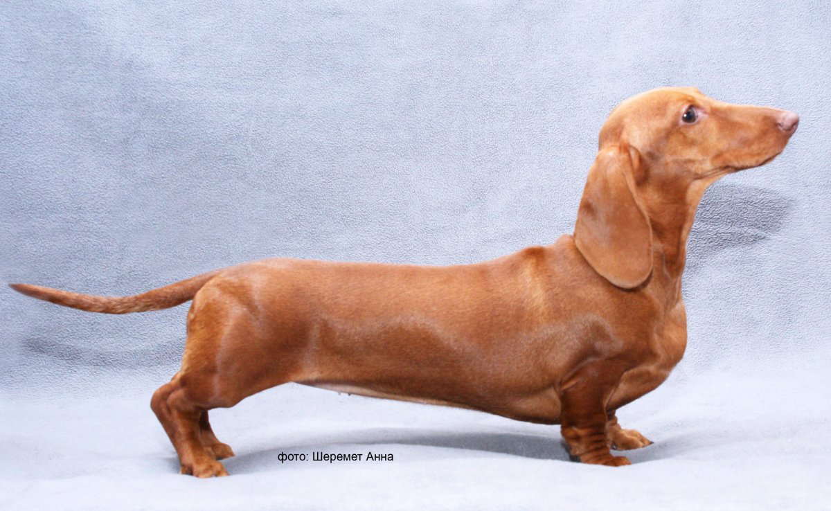 Собака такса длинная