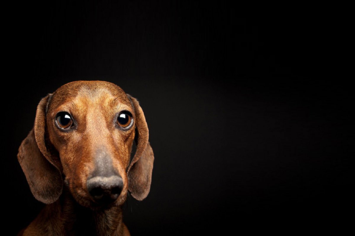 Короткошерстная такса щенок