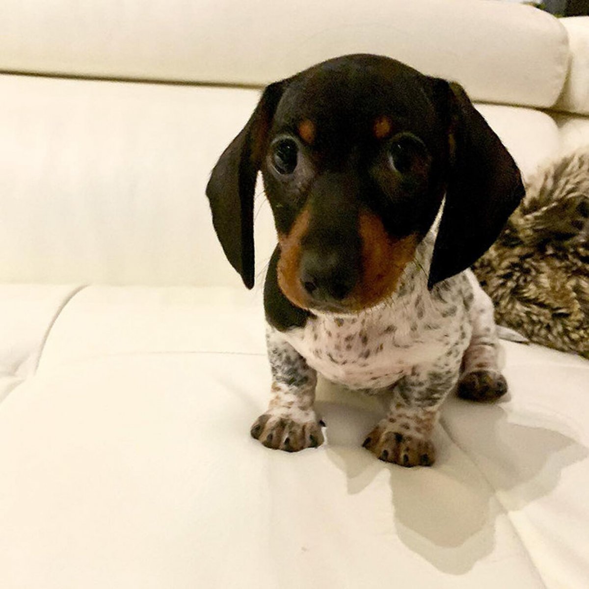 Заставка такса