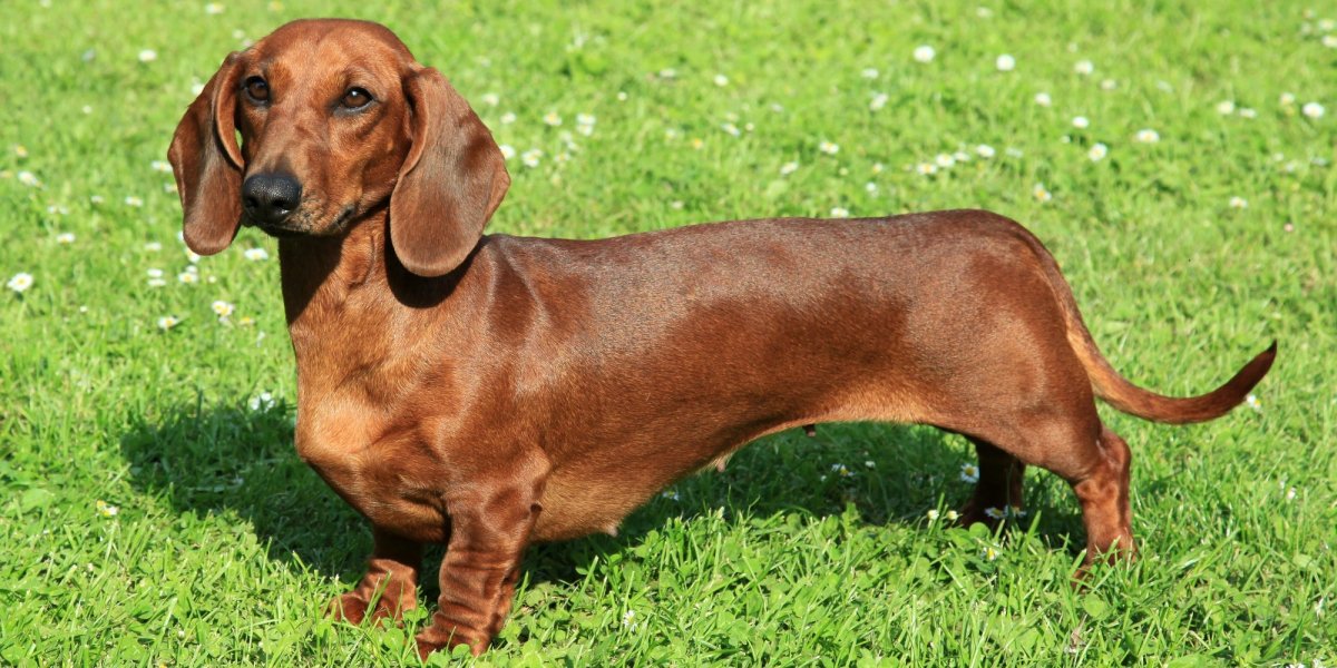 Щенки таксы