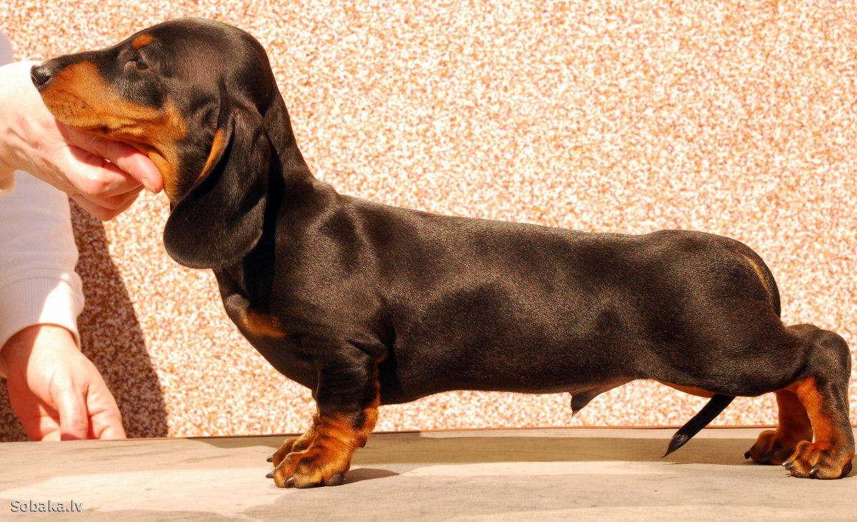 Мраморная карликовая такса