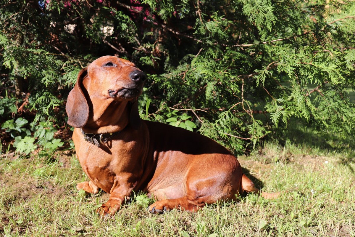 Палевая такса