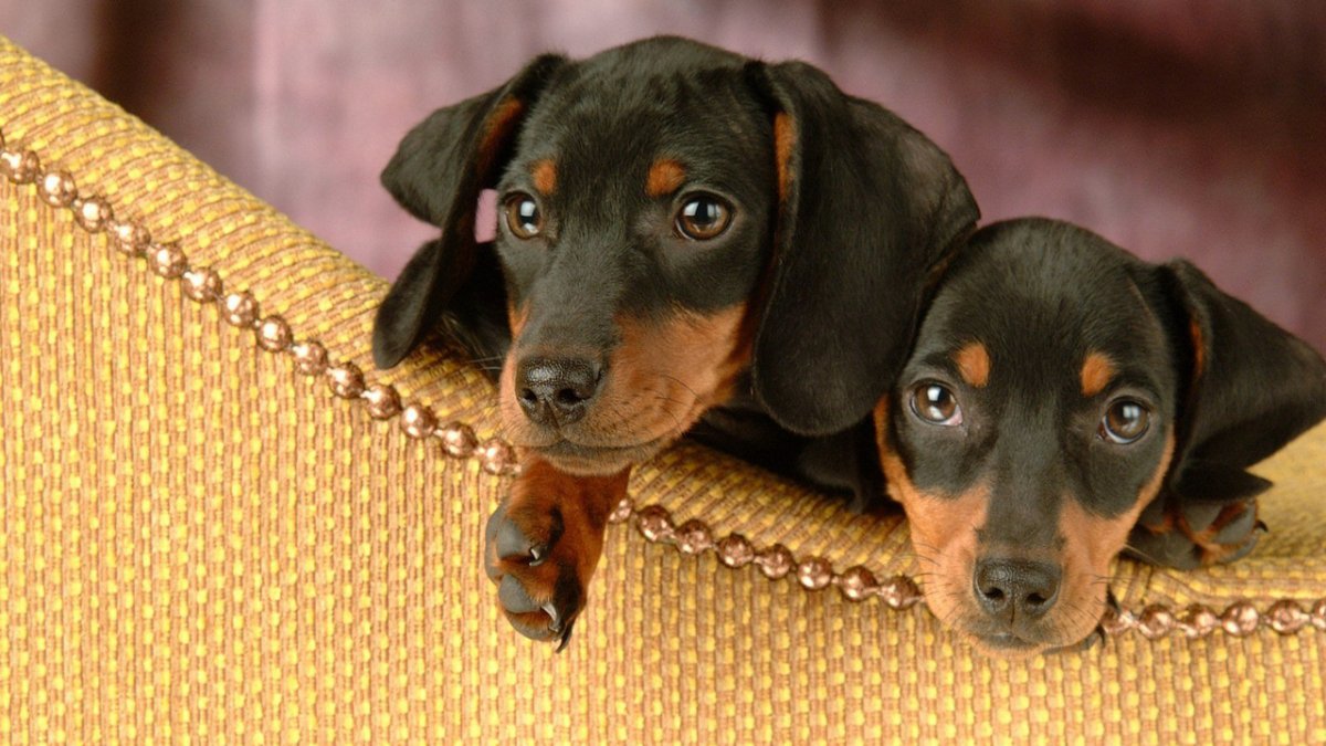 Такса фото на рабочий стол