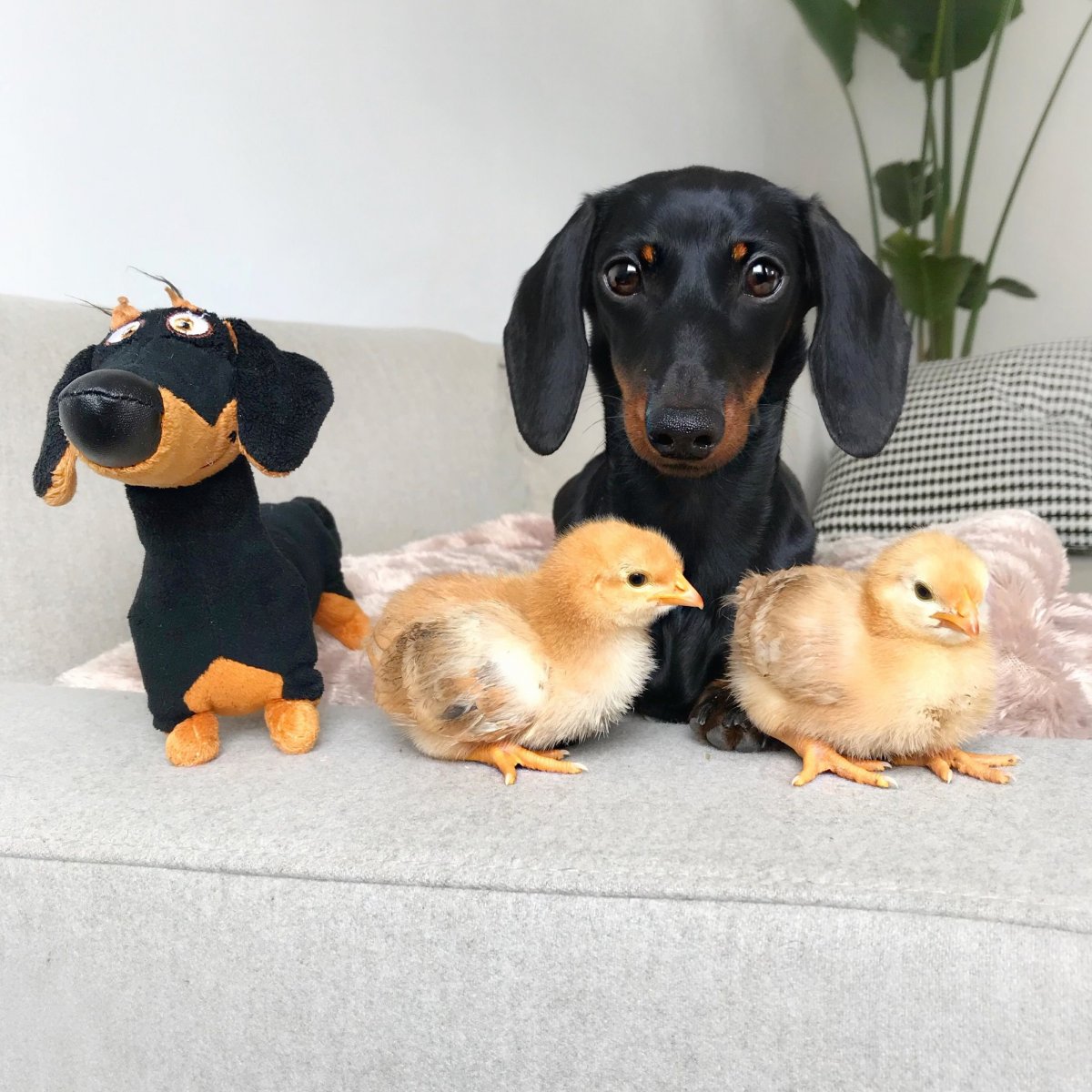 Такса aesthetic