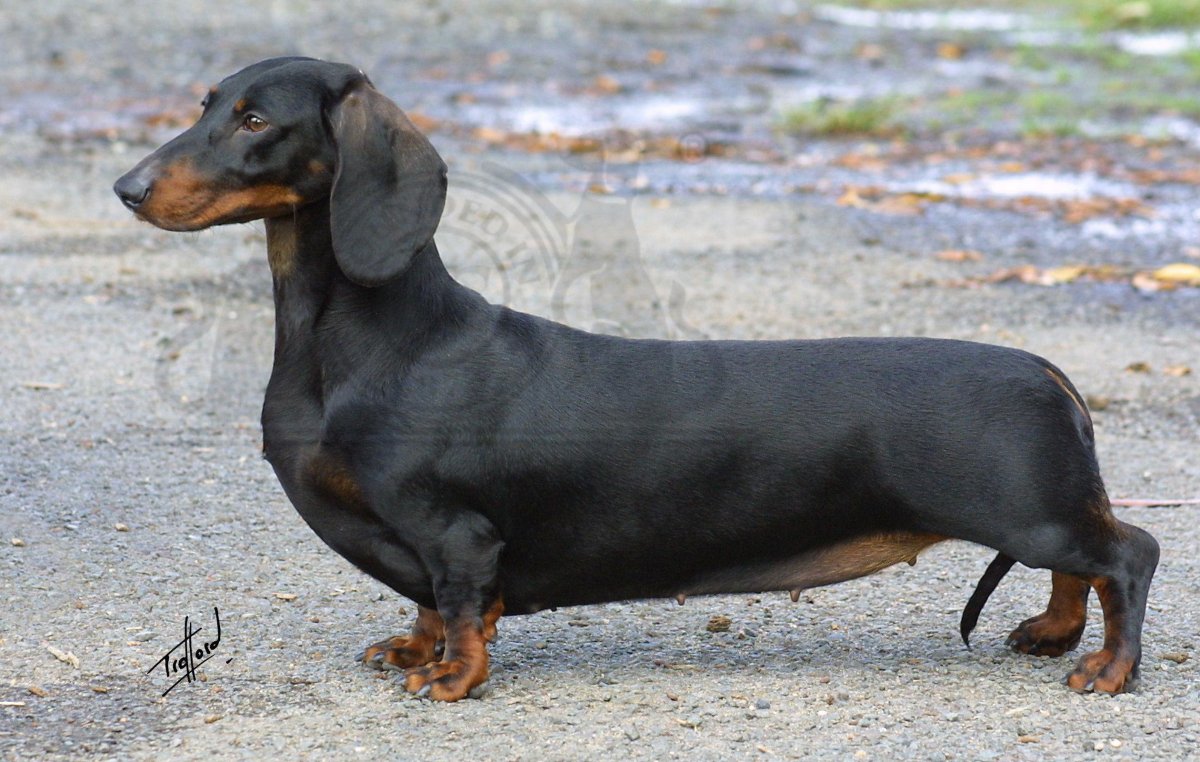 Такса вид сбоку