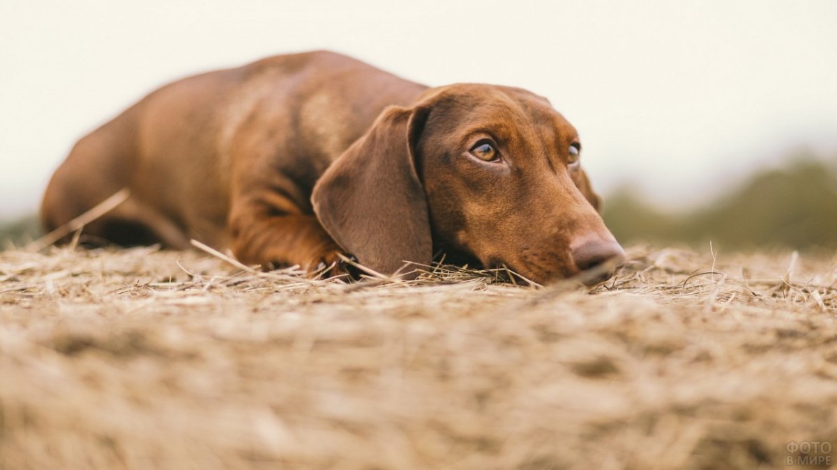 Коричневая такса на природе