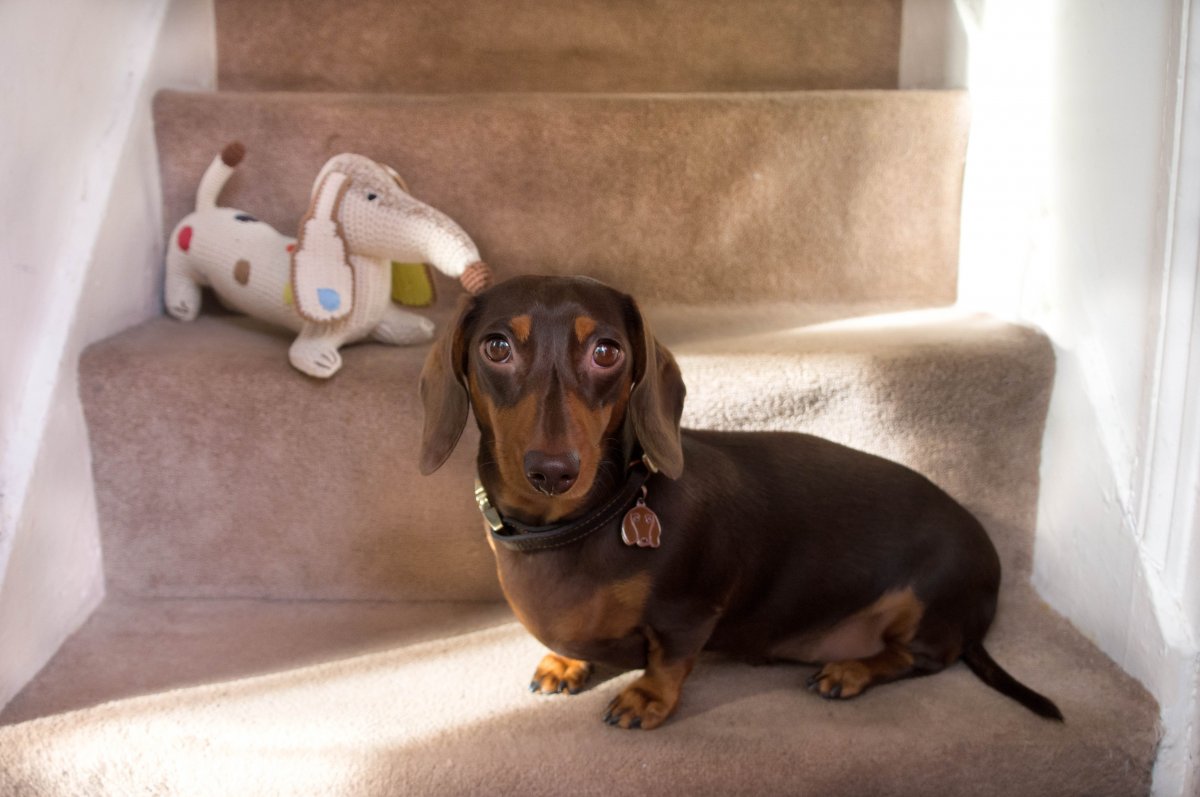 Такса шоколад