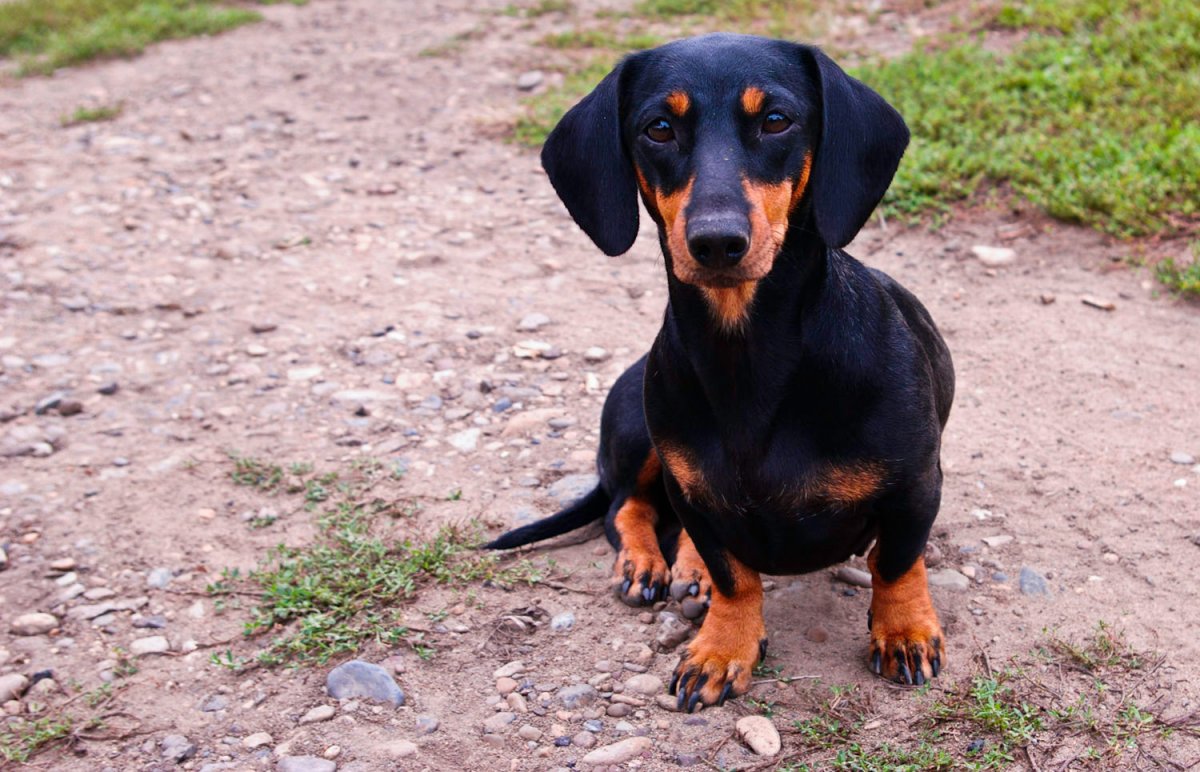 Тибетская такса