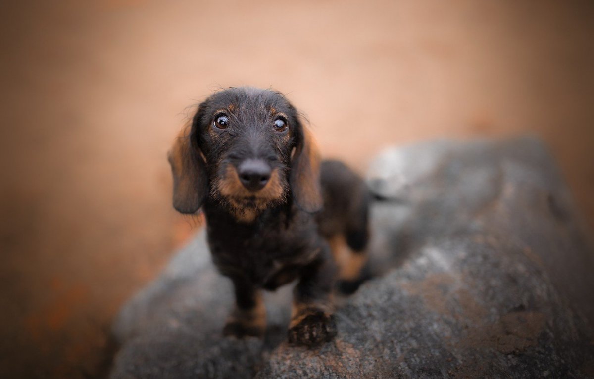 Такса рыжая