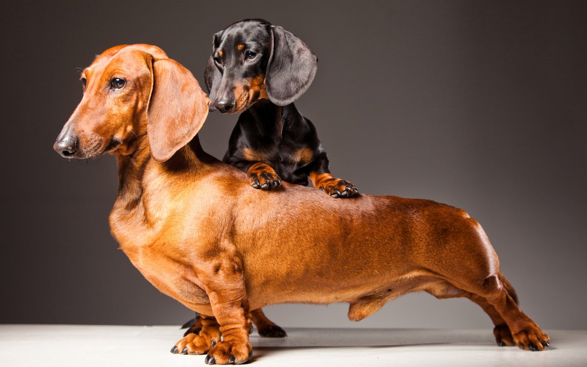 Такса стандарт породы