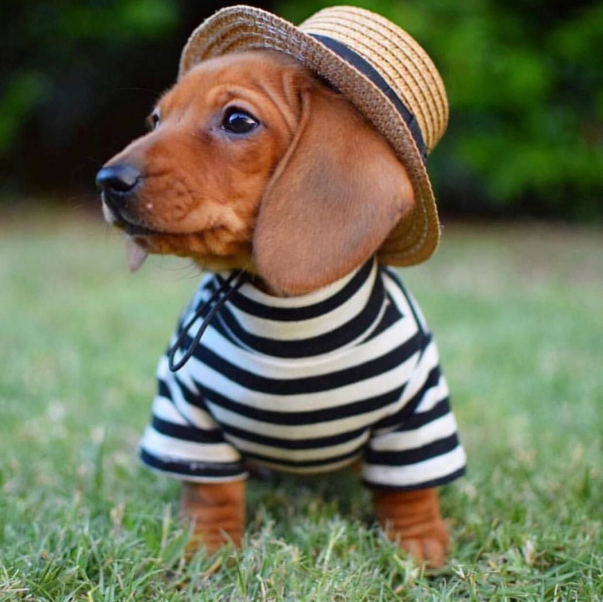 Леопардовая такса