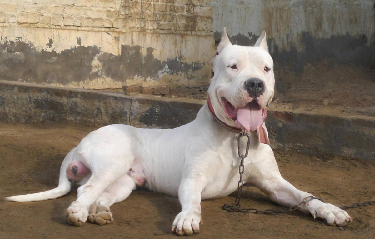 Гуль дог порода собак