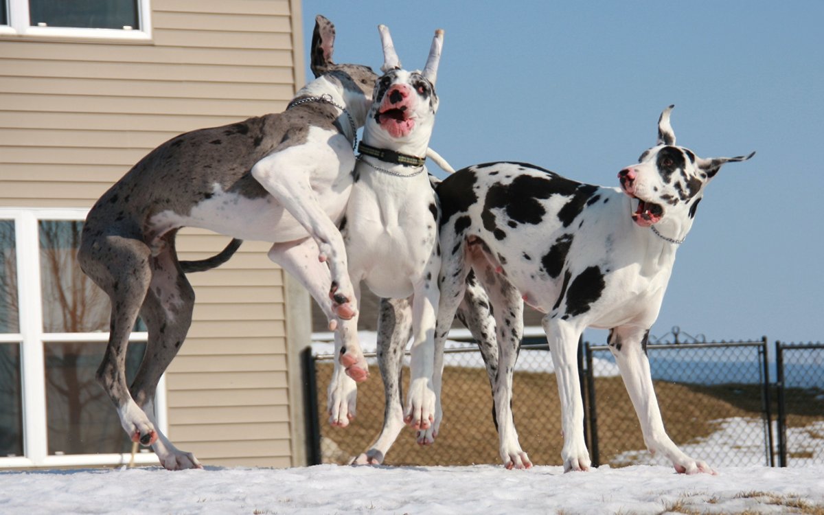 Ам стаффордширский терьер белый