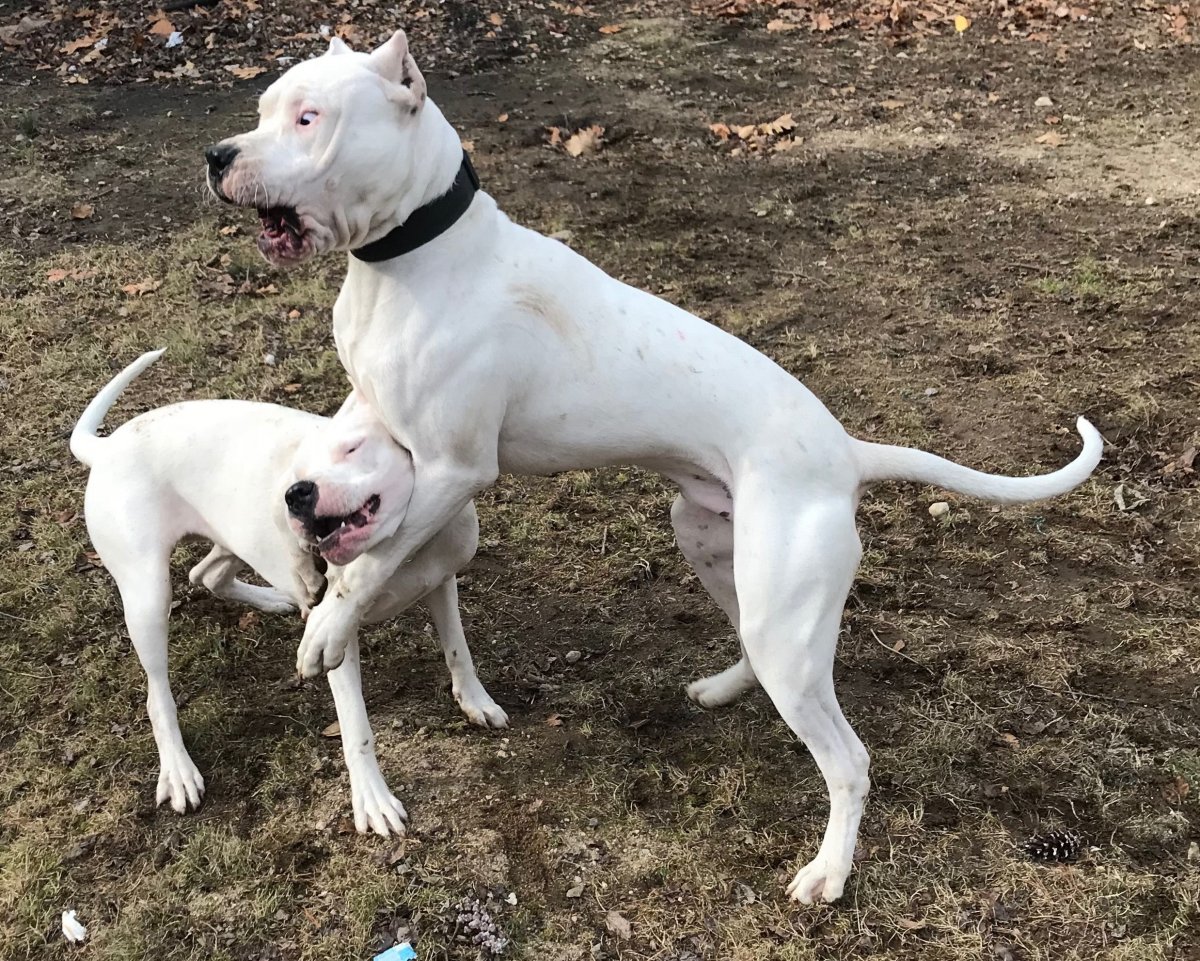 Аргентинский мастиф