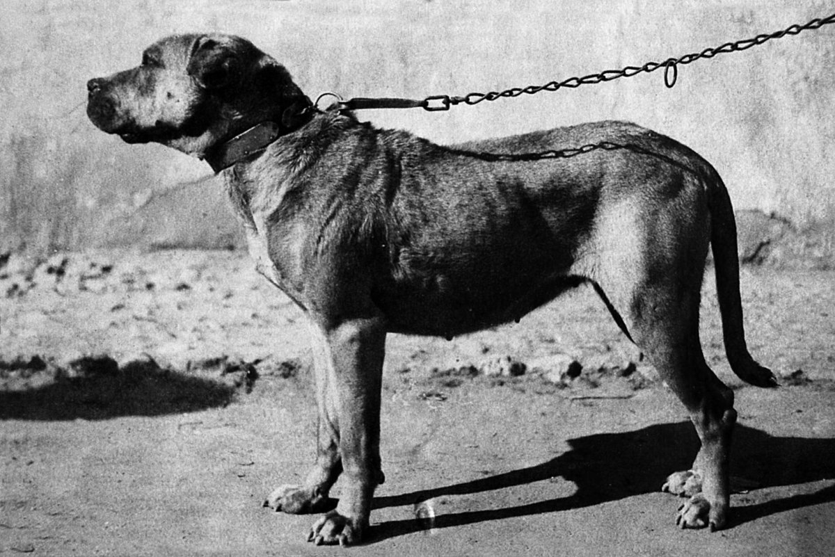 Самые агрессивные собаки