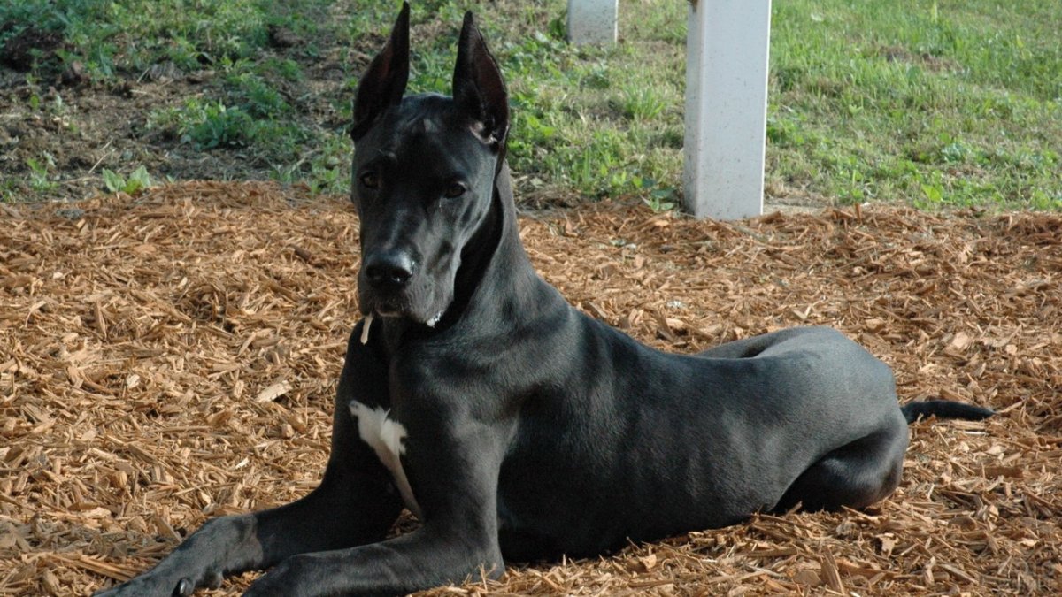 Жизнь норм собака