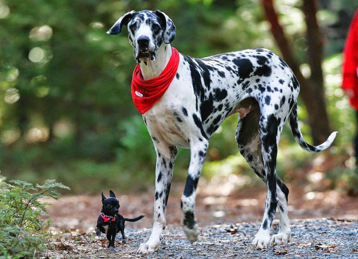 Булли Кутта порода собак