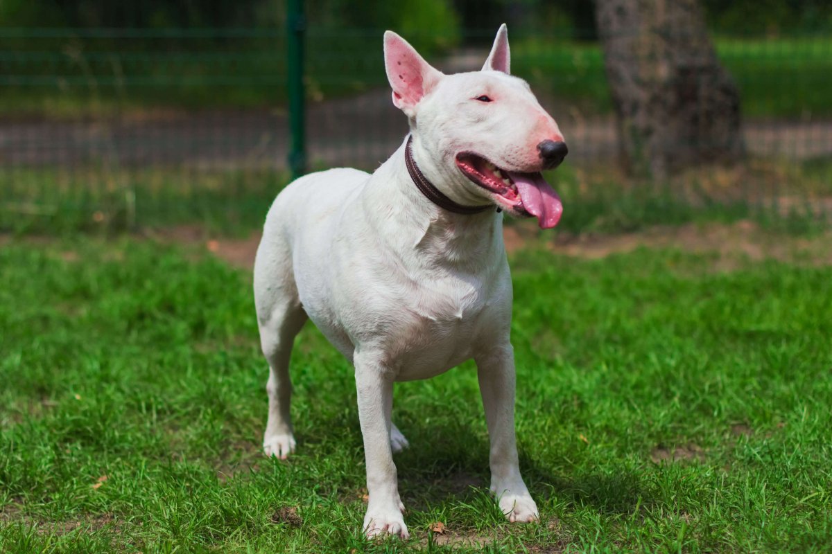 Немецкий дог