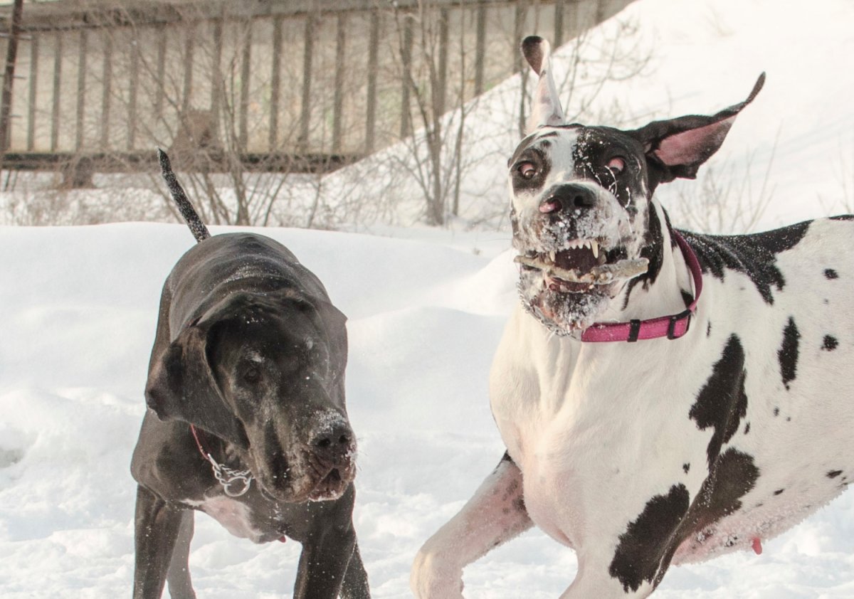 Немецкий дог черный