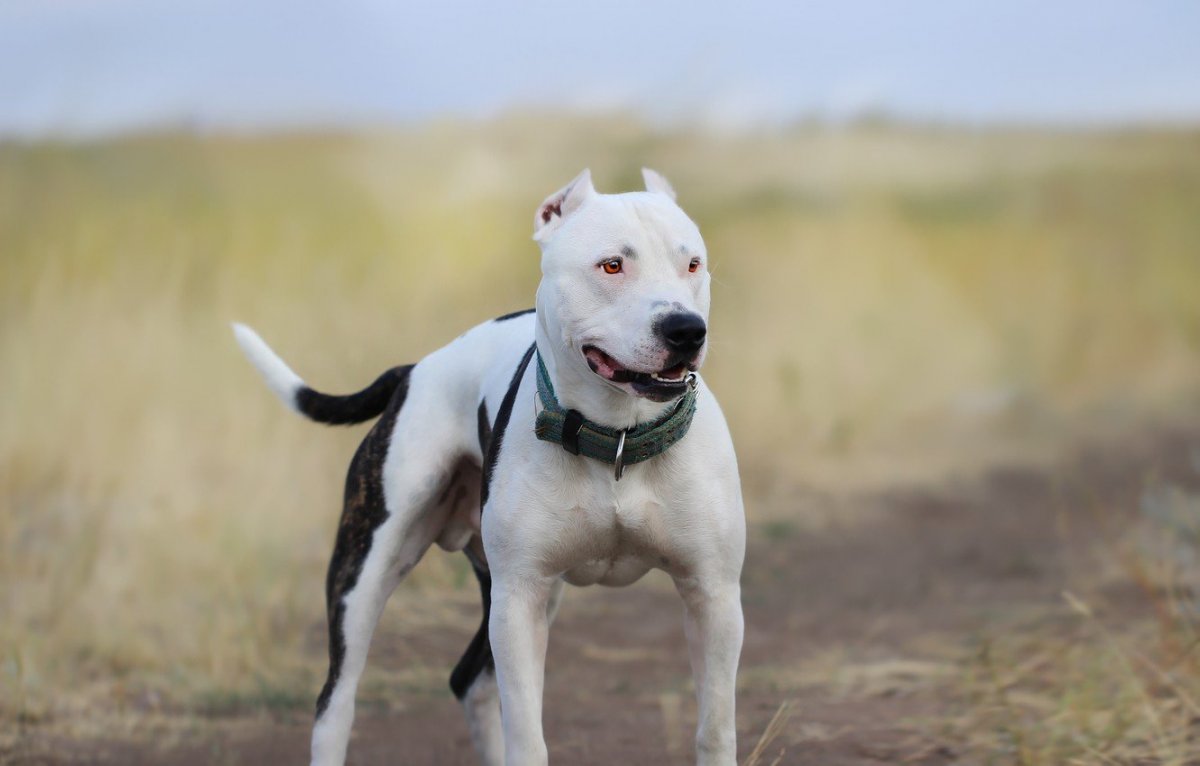 Бойцовский лабрадор