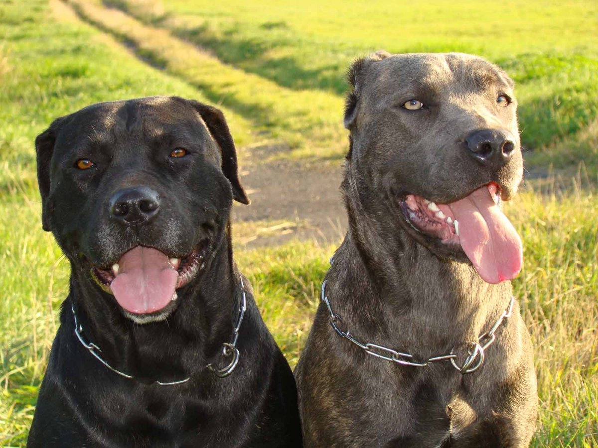 Булли Кутта Анубис