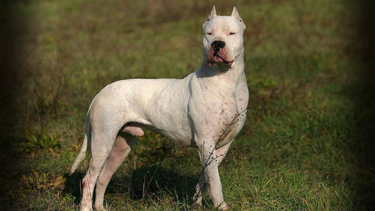 Аргентинский дог