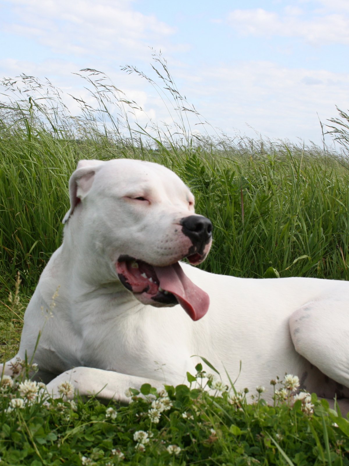 Немецкий дог длинношерстный