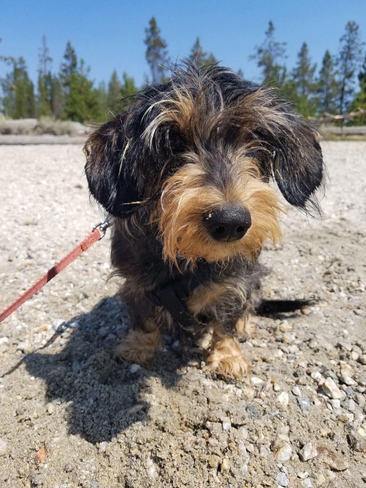 Шнауцер и такса