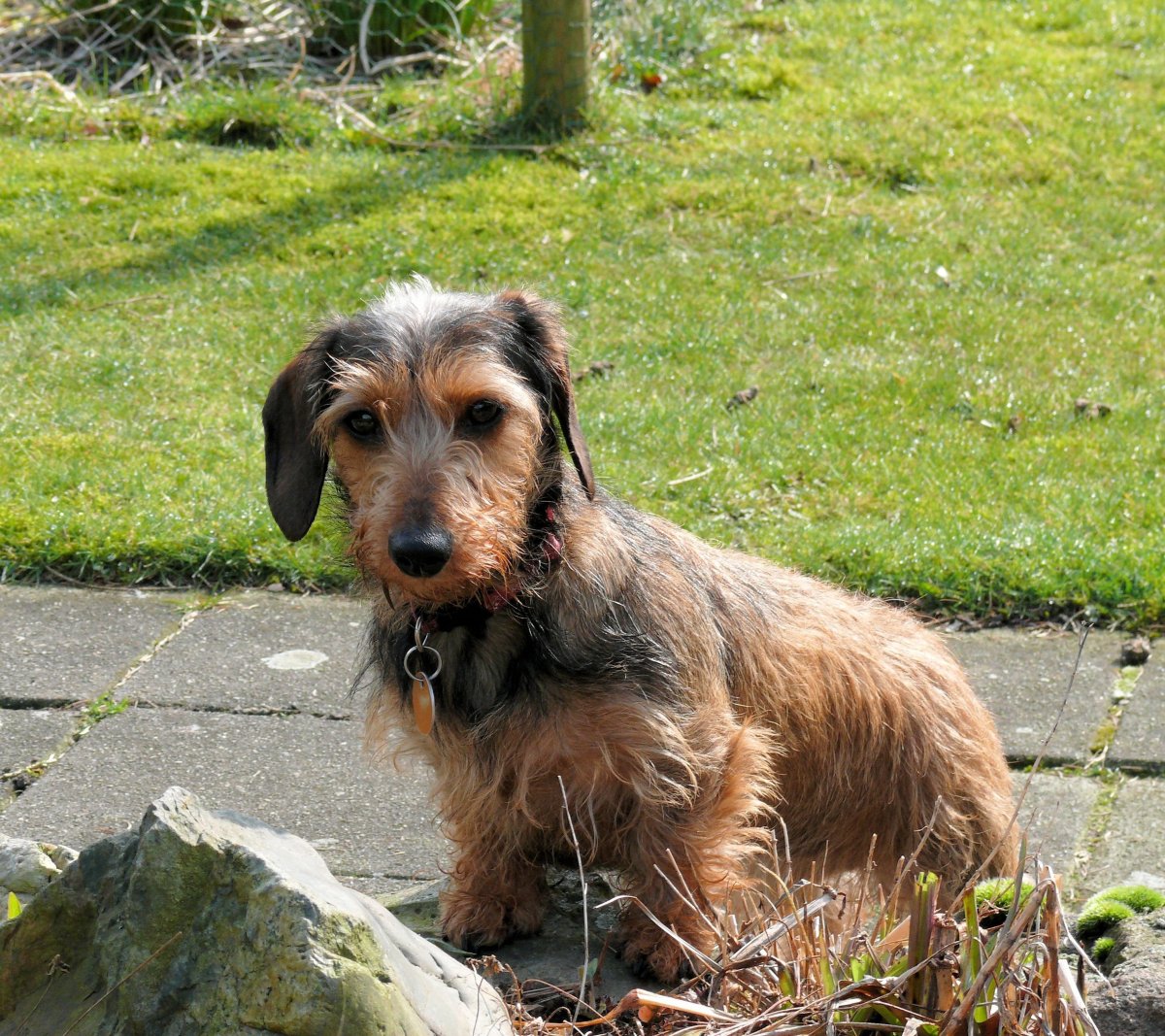 Дачхунд порода