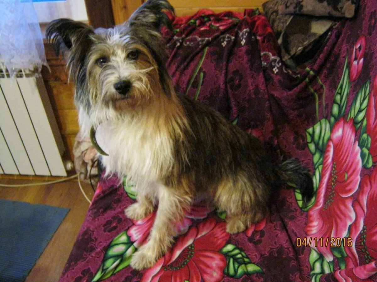 Такси терьер,