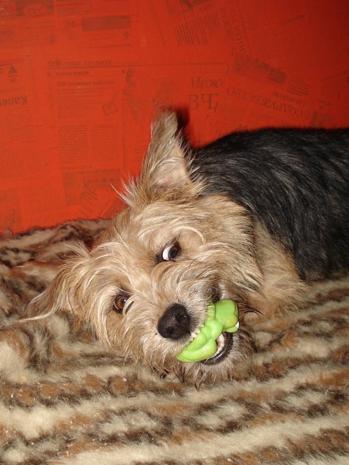 Охотничья такса