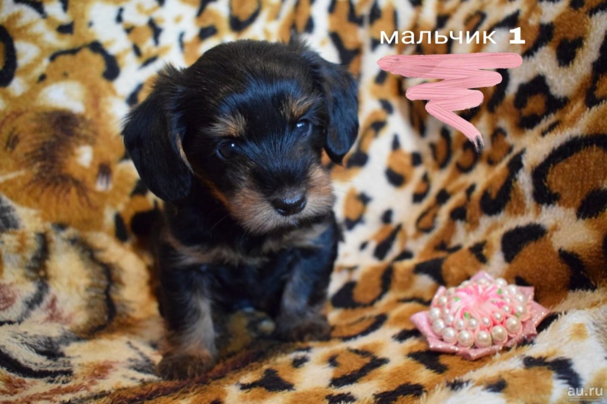 Метис Джек Рассела и Йорка