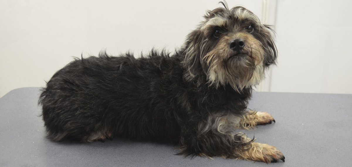 Йоркширский терьер помесь