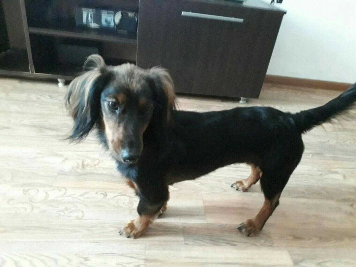 Метис китайской хохлатой