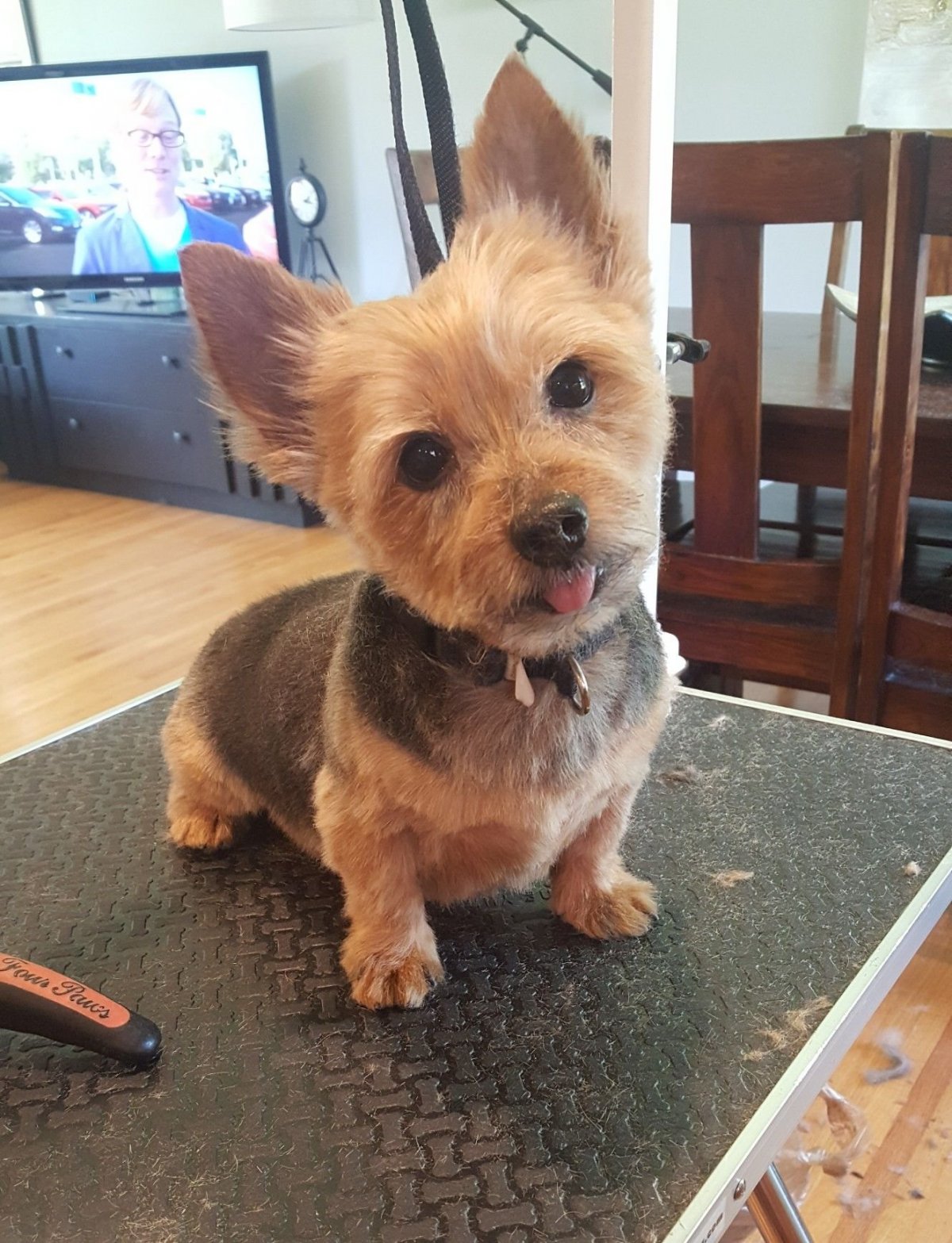 Дорки метис таксы и Йорка