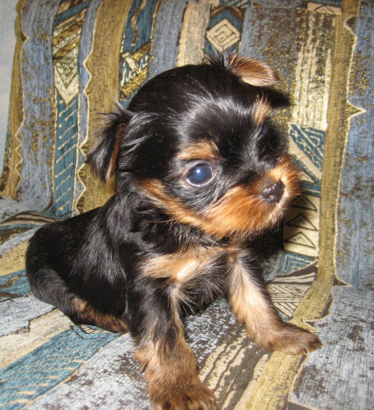 Такса плюс Йоркширский терьер