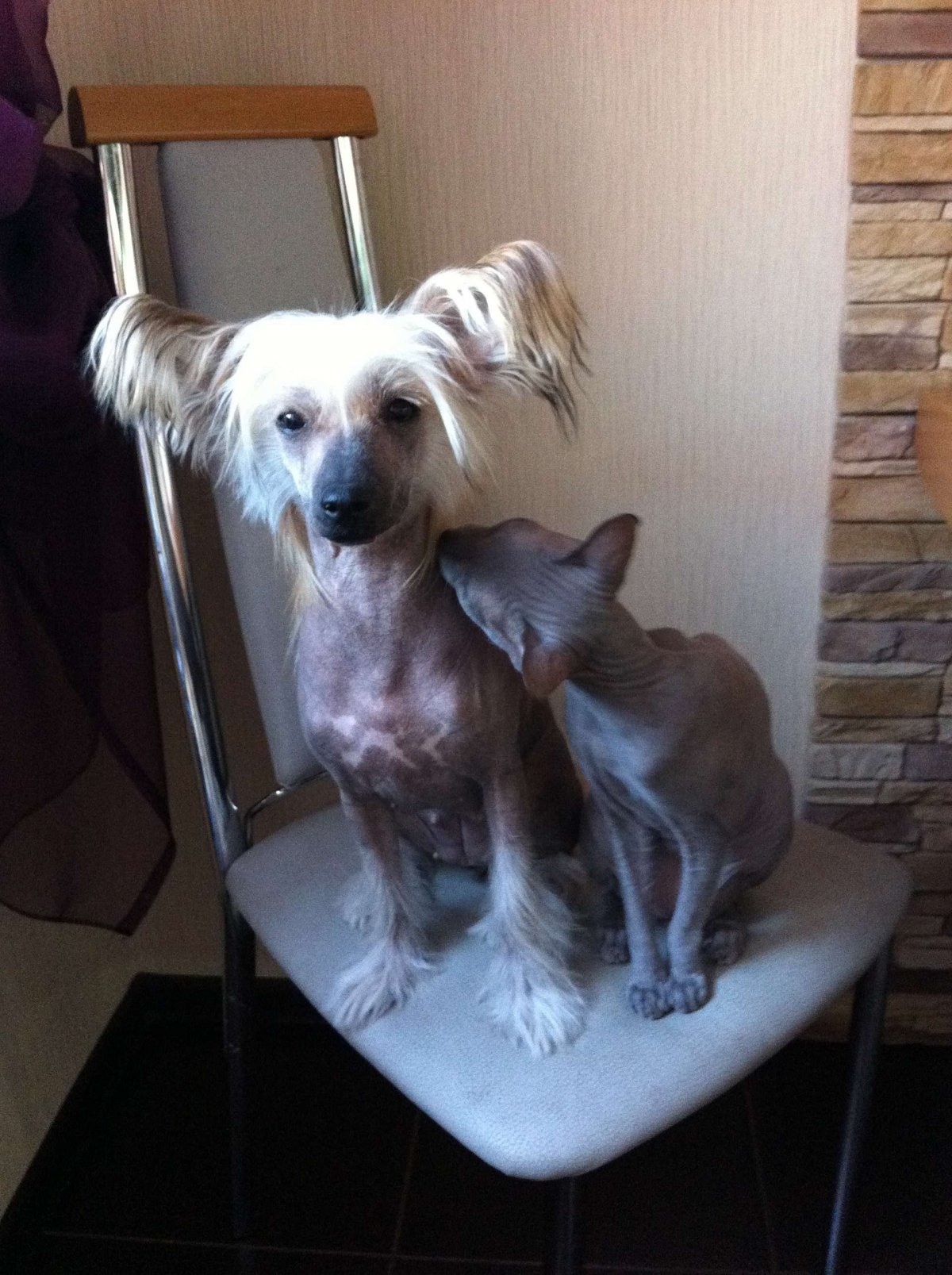 Двортерьер мини