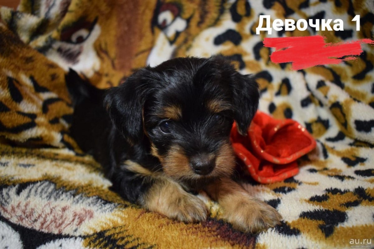 Такса длинношерстная жесткошерстная